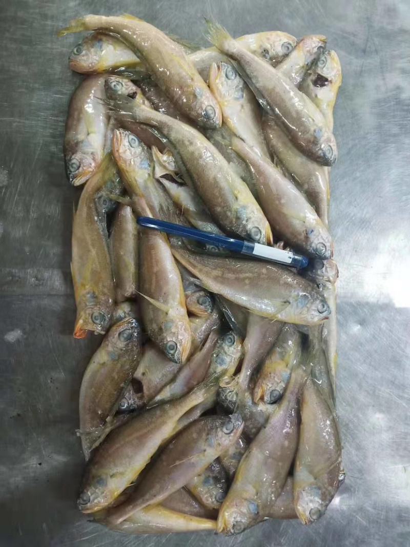小黄鱼