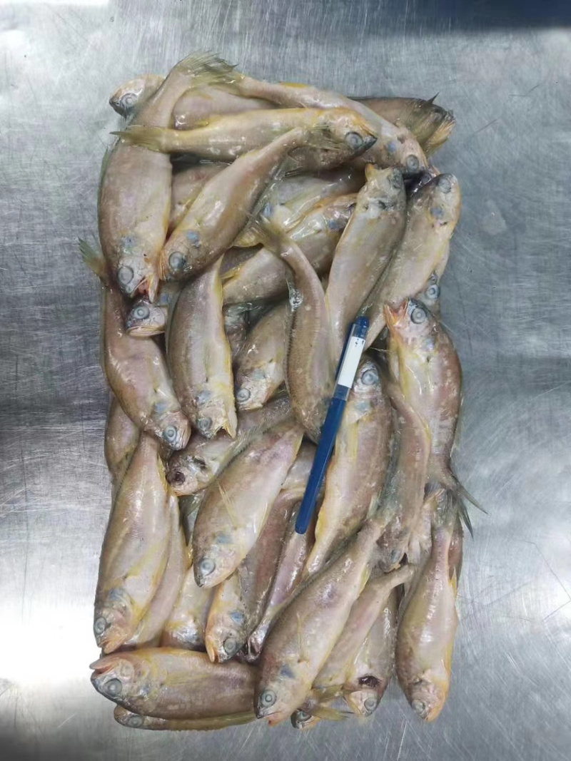 小黄鱼