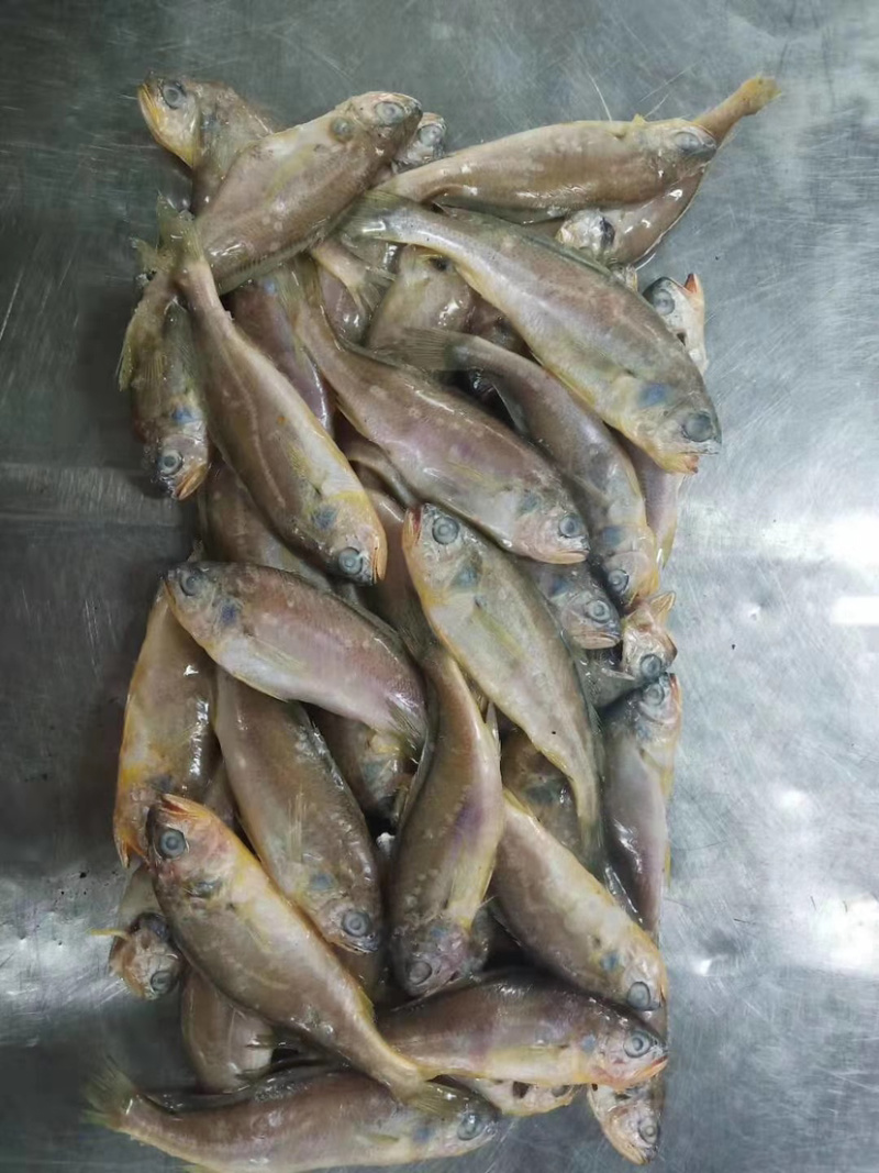 小黄鱼