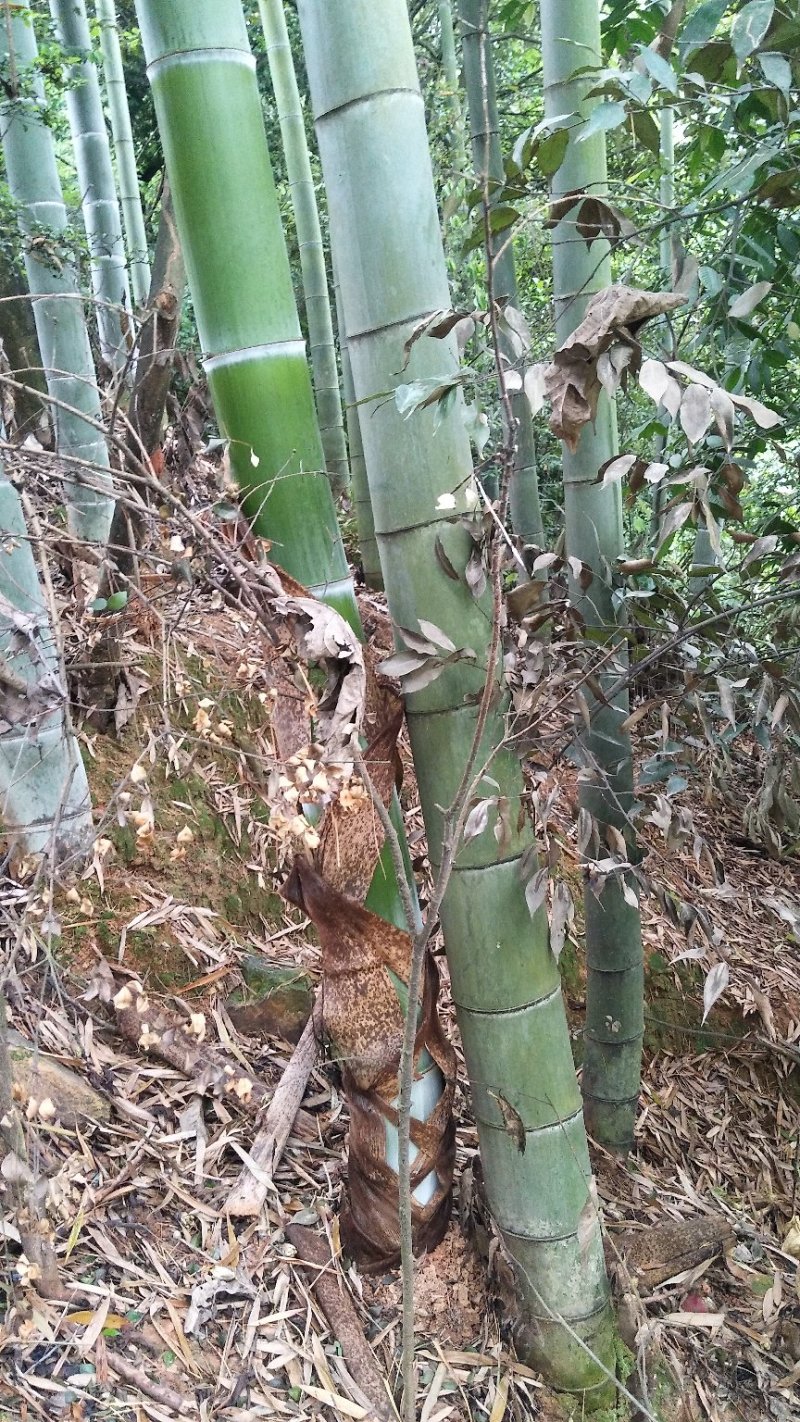 各种西瓜大棚竹竿，养殖大棚竹竿，排山竹，香蕉芒果欢迎订货