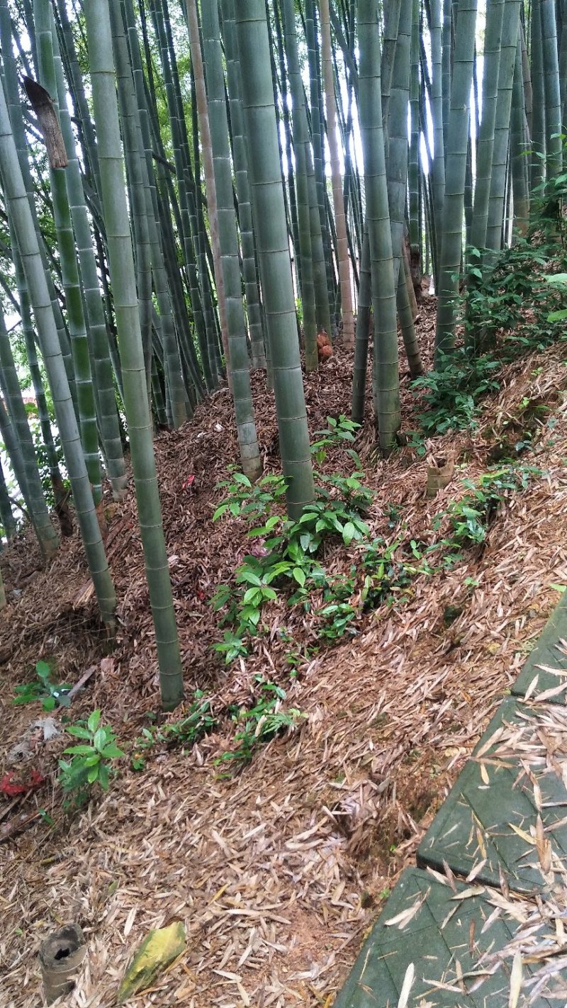 各种西瓜大棚竹竿，养殖大棚竹竿，排山竹，香蕉芒果欢迎订货