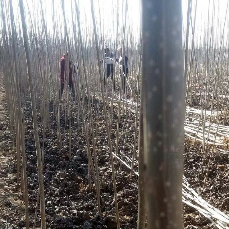 白杨树苗大量供应速生白杨苗成活率高价格优惠