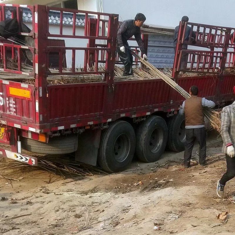 白杨树苗大量供应速生白杨苗成活率高价格优惠