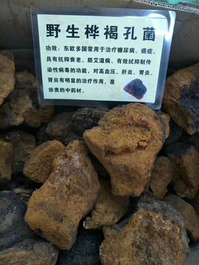 桦树茸