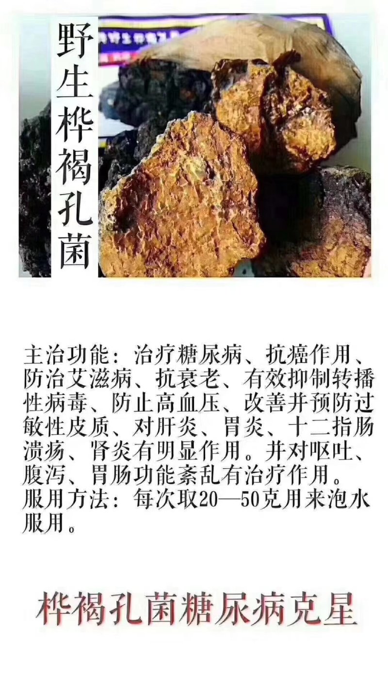 桦树茸