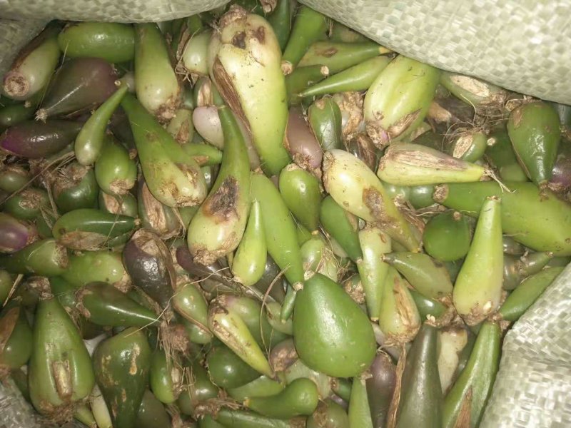 冰球子，