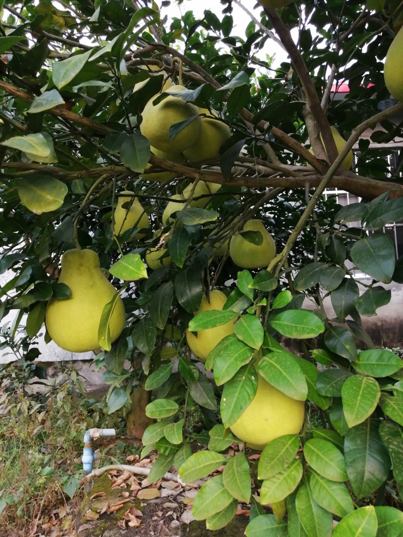 有机种植沙田柚，松林特产