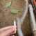 【热荐】红考密斯梨树苗嫁接2-3年苗保证品种包邮