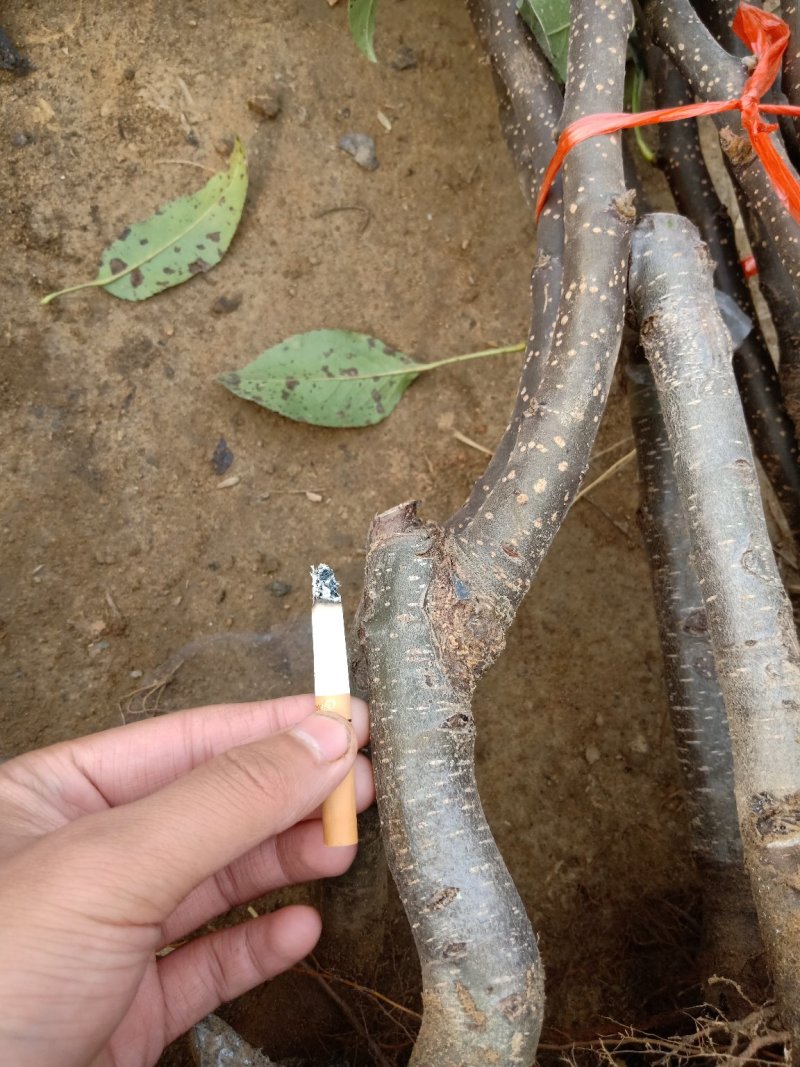 【热荐】红考密斯梨树苗嫁接2-3年苗保证品种包邮