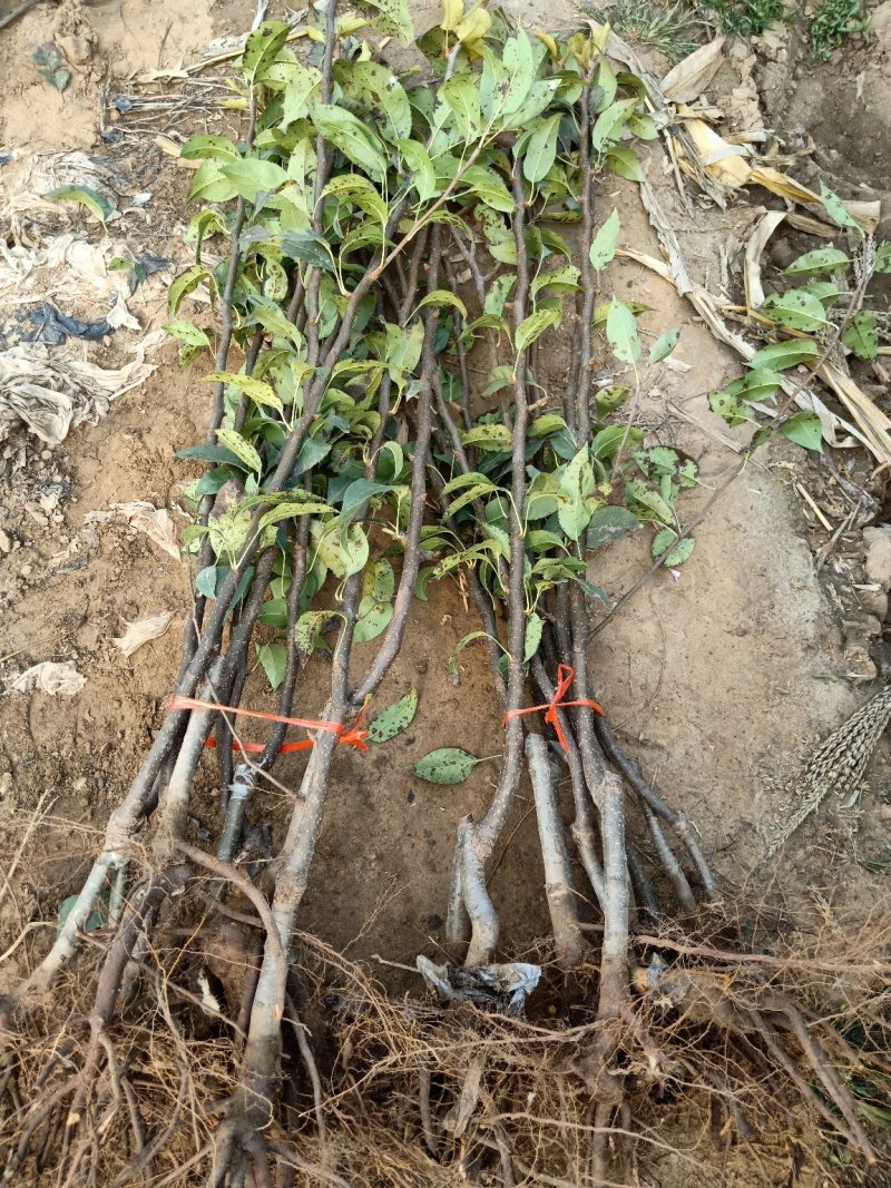 【热荐】红考密斯梨树苗嫁接2-3年苗保证品种包邮