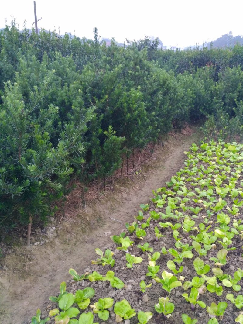 罗汉松盆栽罗汉松树可造型罗汉松素材造型罗汉松基地直发包邮