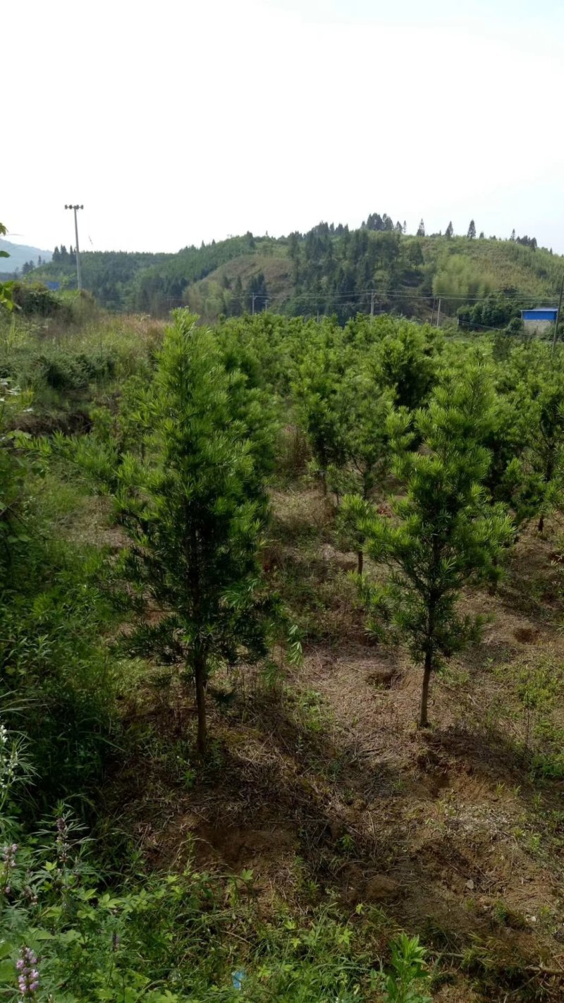 罗汉松盆栽罗汉松树可造型罗汉松素材造型罗汉松基地直发包邮