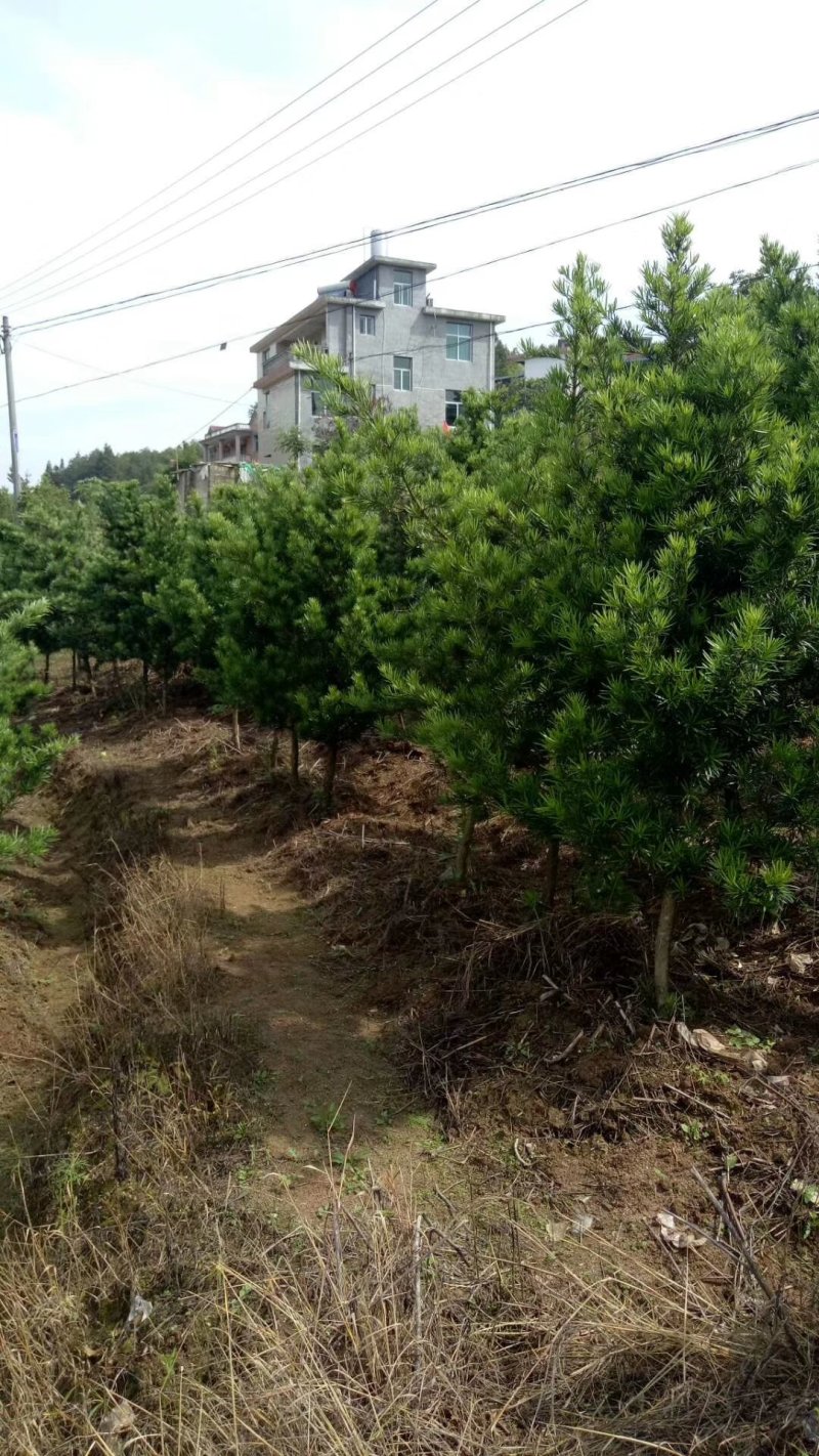 罗汉松盆栽罗汉松树可造型罗汉松素材造型罗汉松基地直发包邮