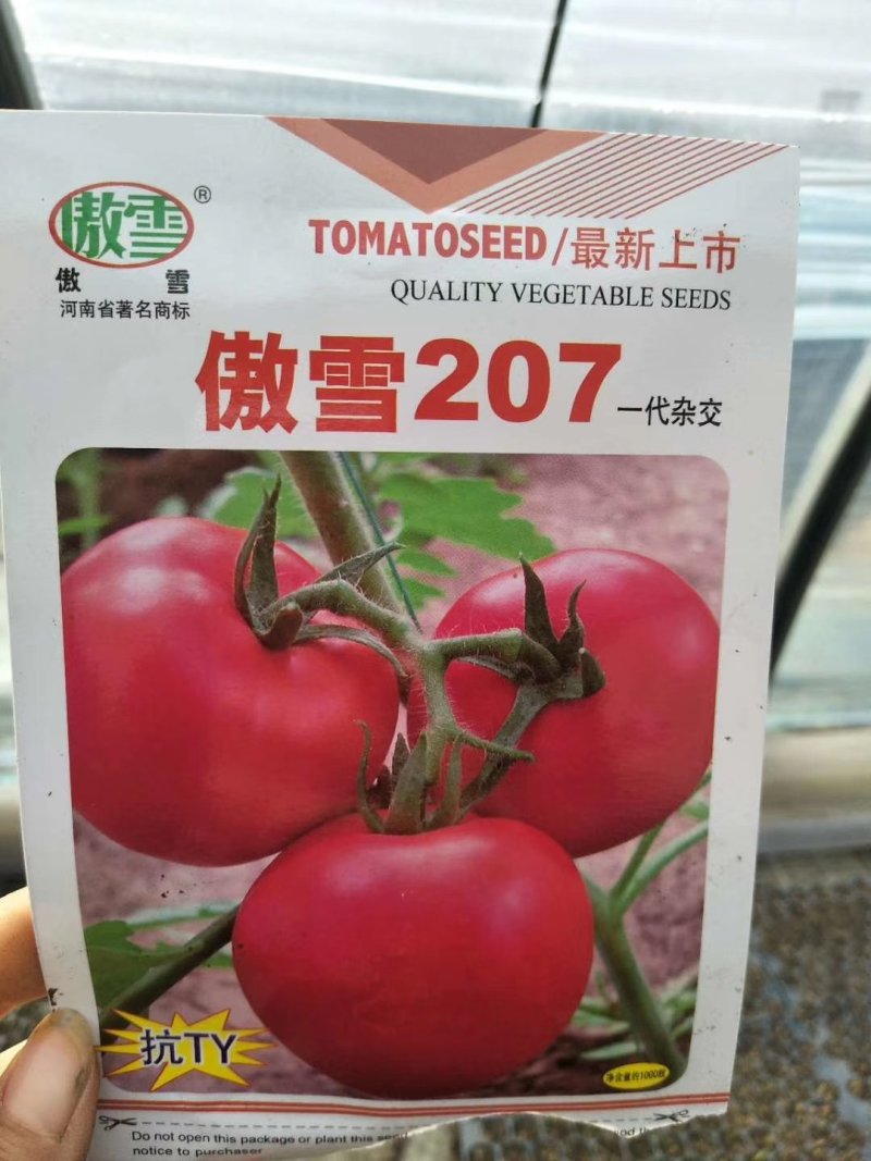 西红柿苗番茄苗抗热精品大果硬粉不裂果抗病