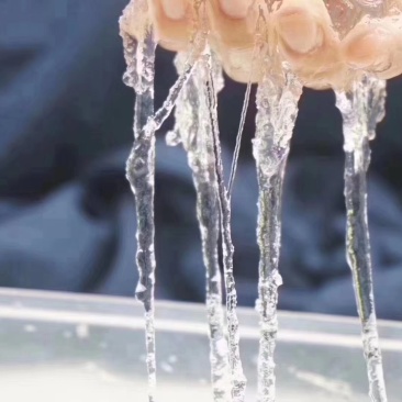 缅甸雪燕