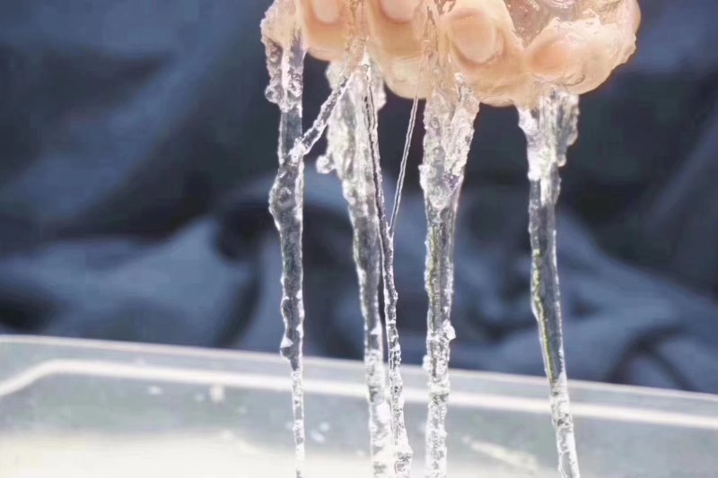 缅甸雪燕
