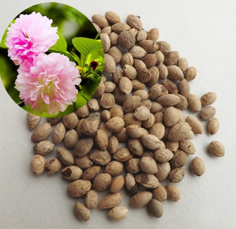 新采樱花种子日本樱花山樱种子草樱种子樱花树种子晚樱花树种
