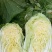 白菜，黄心大白菜，青杂三号，北京三号白菜，代发全国