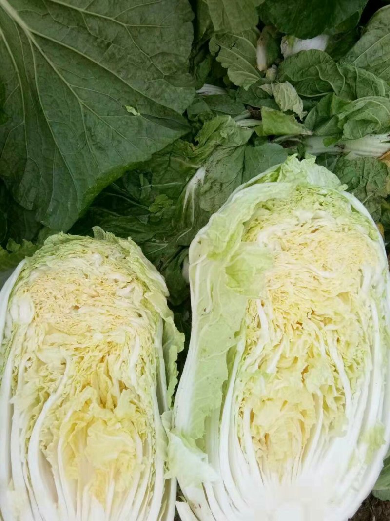 白菜，黄心大白菜，青杂三号，北京三号白菜，代发全国