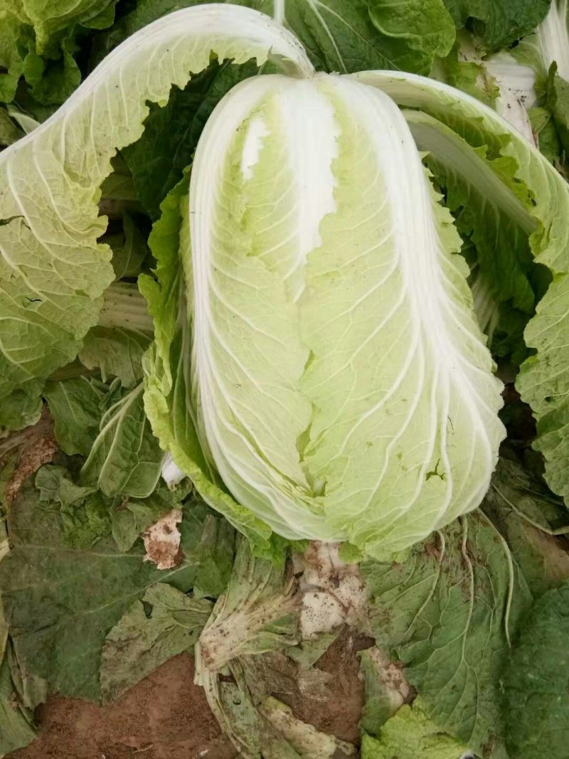 白菜，黄心大白菜，青杂三号，北京三号白菜，代发全国