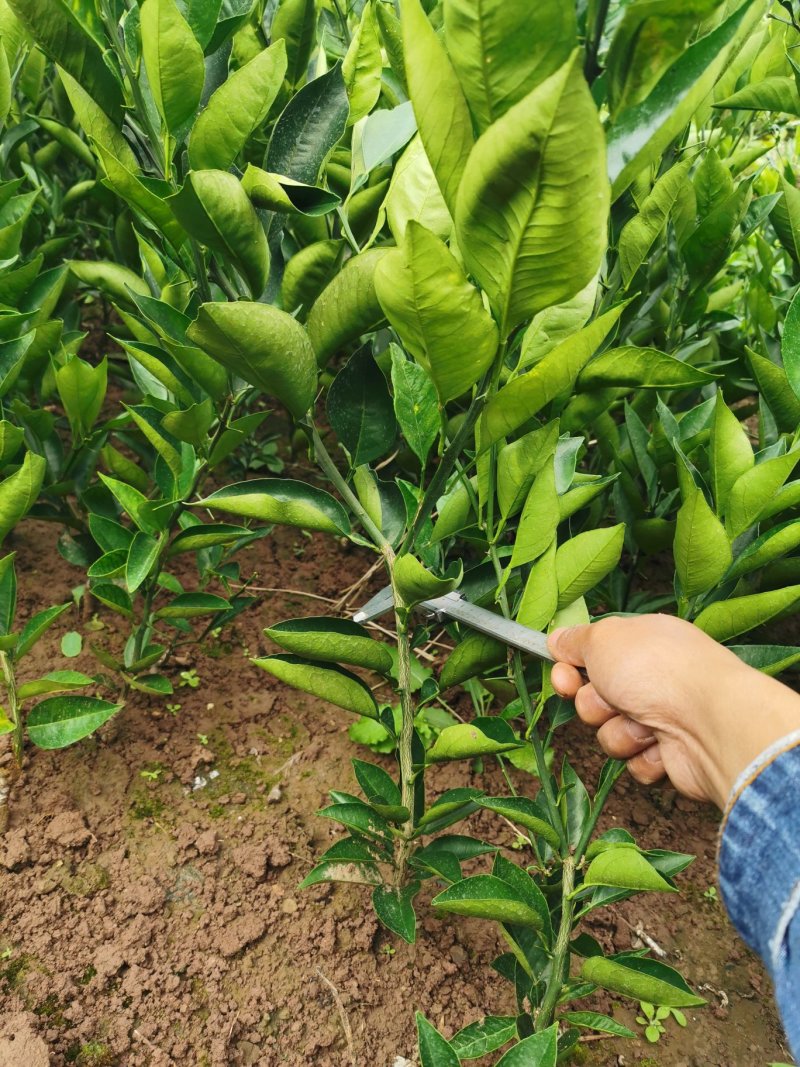 【原产地】血橙苗塔罗科血橙苗晚熟血橙八号苗现挖