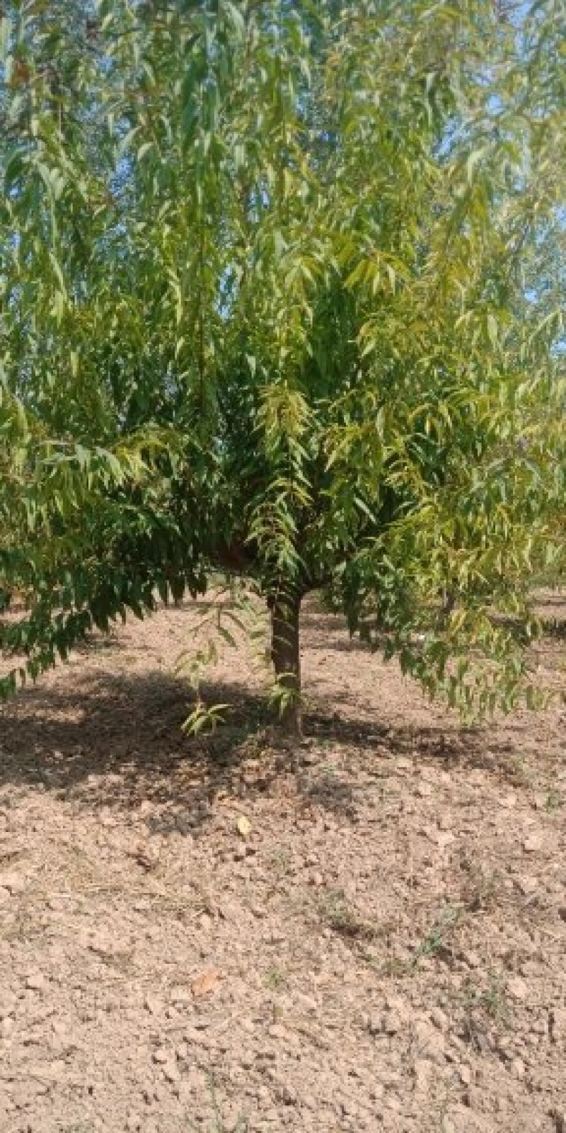 精品碧桃8—20公分，有需要的联系，可地头装车