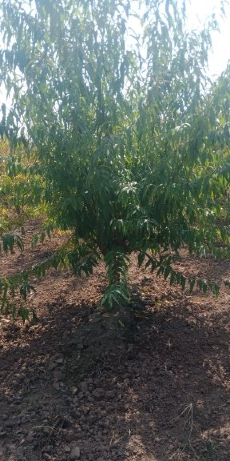 精品碧桃8—20公分，有需要的联系，可地头装车