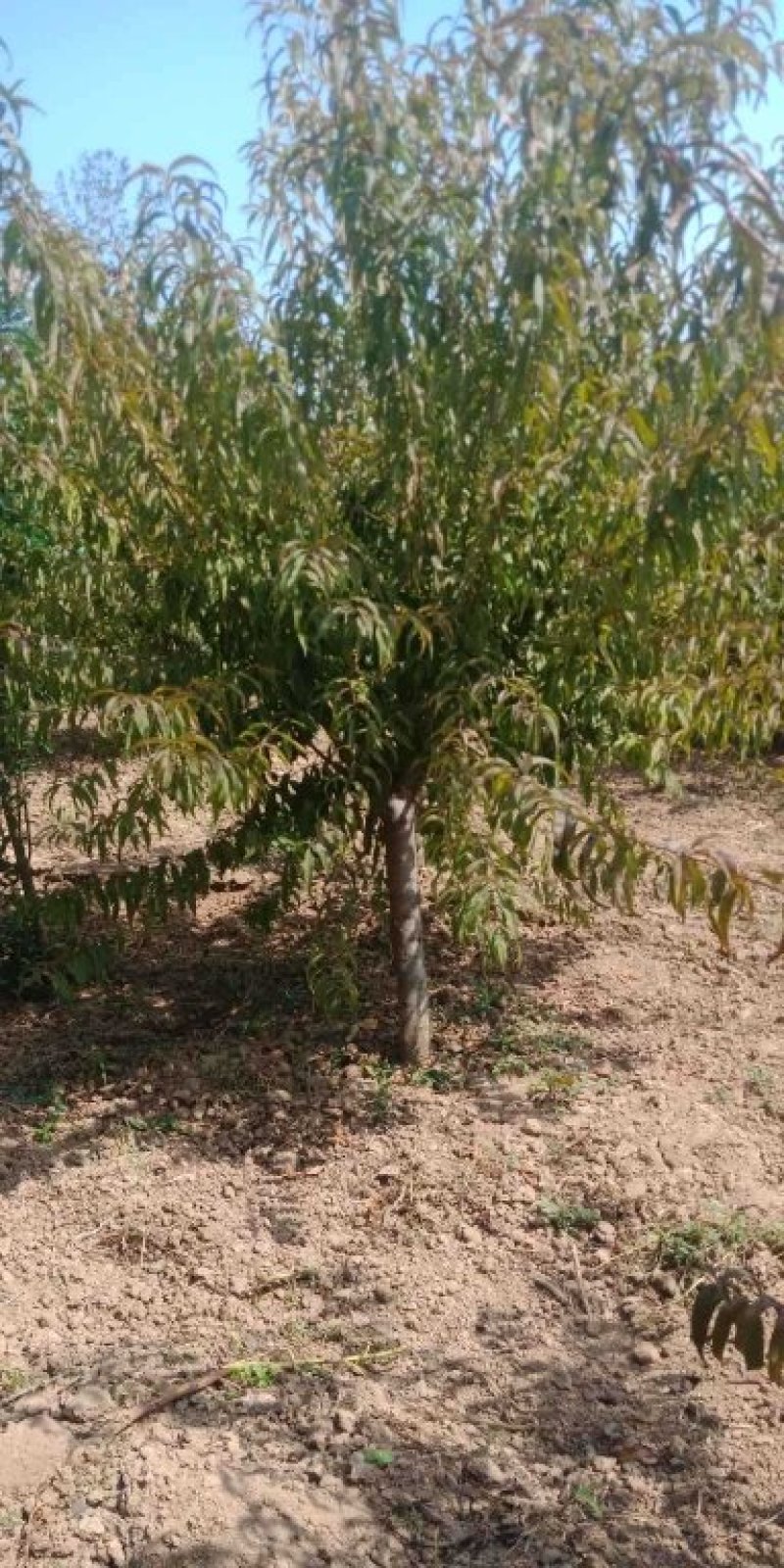 精品碧桃8—20公分，有需要的联系，可地头装车