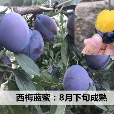 蓝密李子苗，成活率高，技术指导，保品种，可签合同