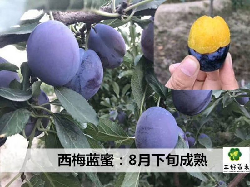 蓝密李子苗，成活率高，技术指导，保品种，可签合同