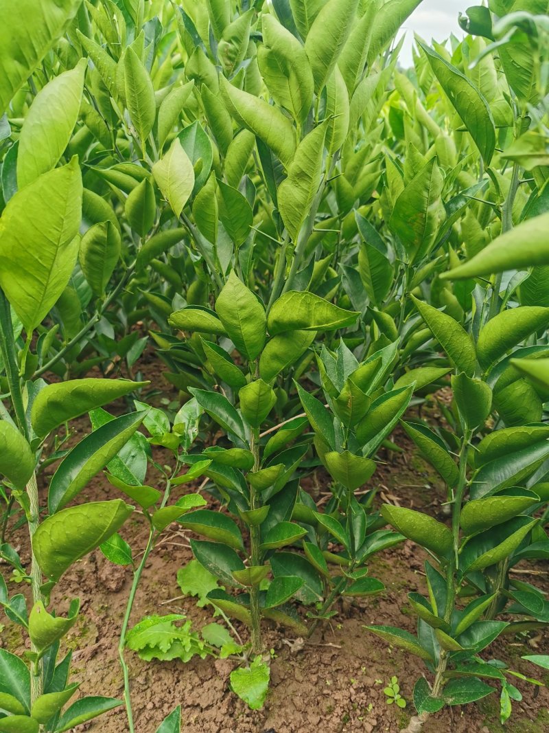 【原产地】血橙苗塔罗科血橙苗晚熟血橙八号苗现挖