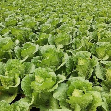 山东省临沂市。大白菜黄心大量上市