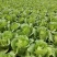 山东省临沂市。大白菜黄心大量上市