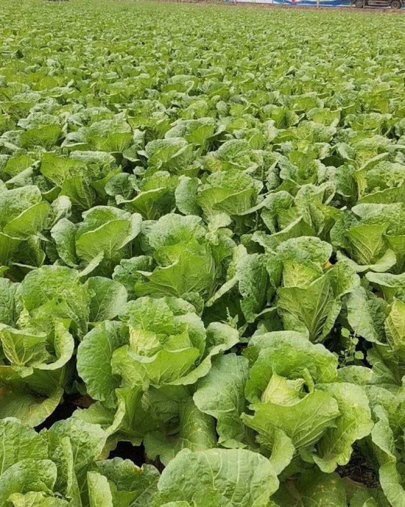 山东省临沂市。大白菜黄心大量上市