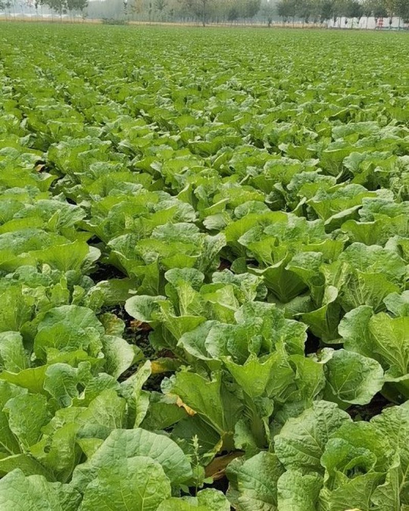 山东省临沂市。大白菜黄心大量上市