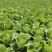 山东省临沂市。大白菜黄心大量上市