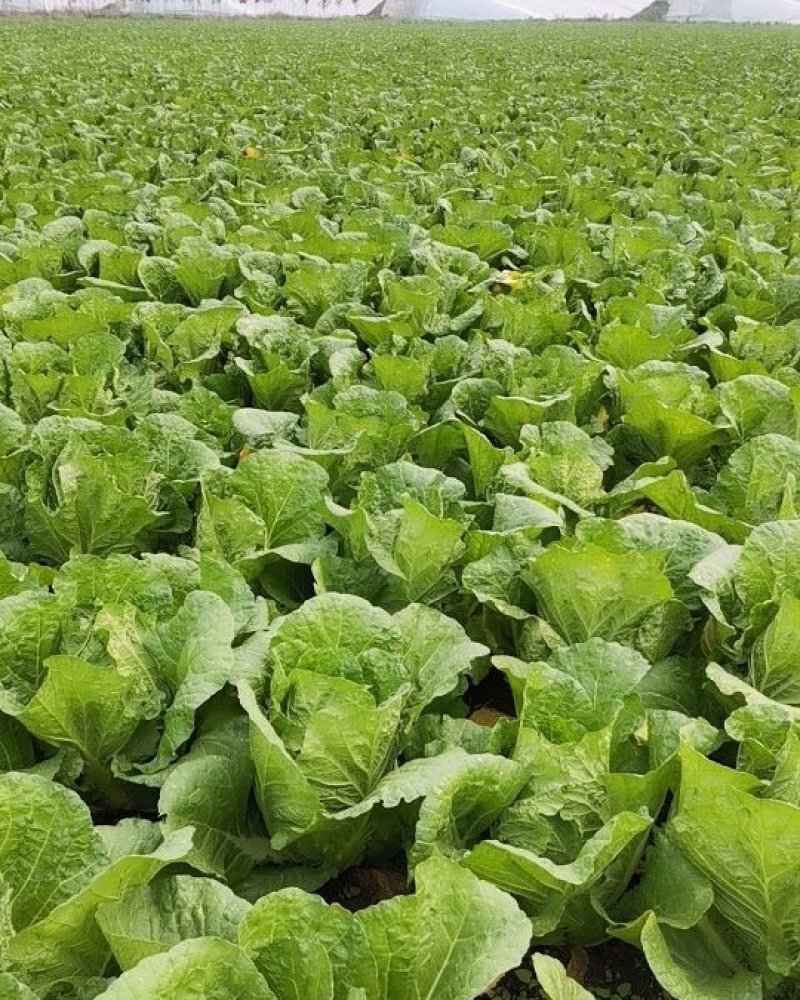 山东省临沂市。大白菜黄心大量上市