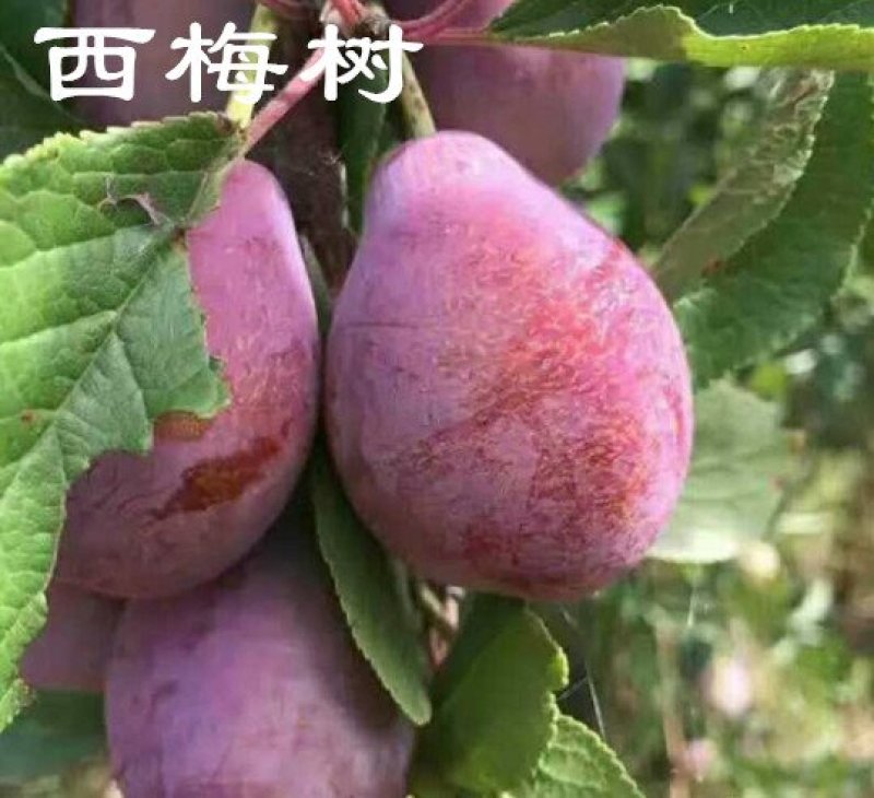 法兰西李子苗，成活率高，技术指导，保品种，可签合同