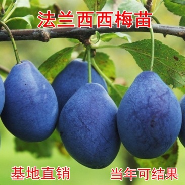 法兰西李子苗，成活率高，技术指导，保品种，可签合同