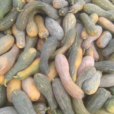 养殖南瓜，大量有货。量大