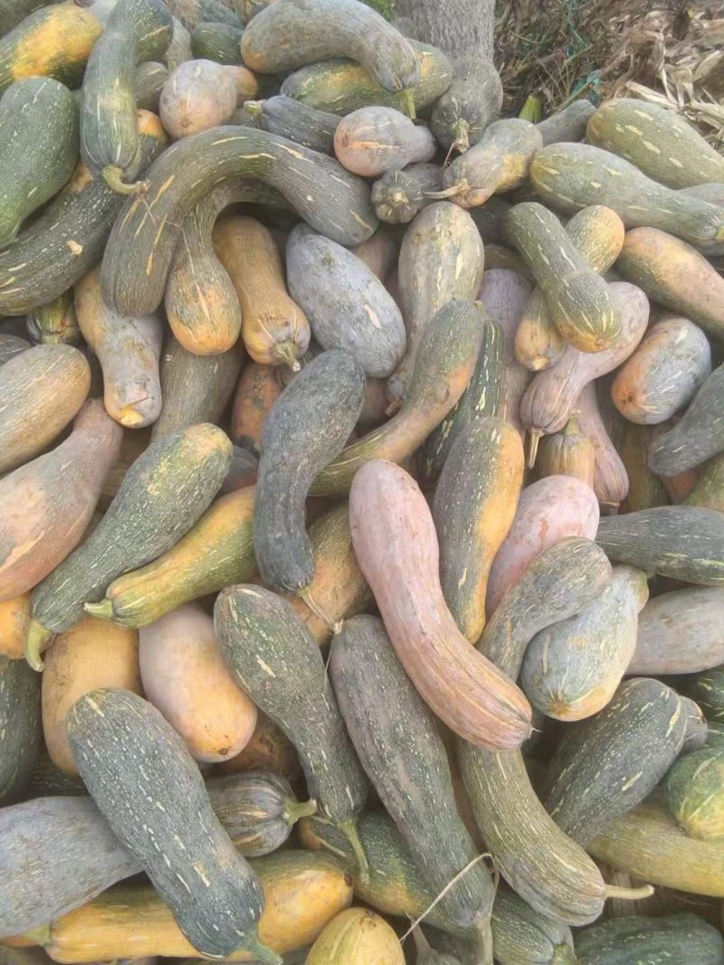 养殖南瓜，大量有货。量大