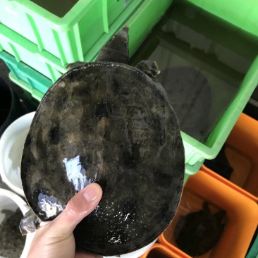 1.5-4斤精挑黑花甲鱼顺丰包邮运到包活纯外塘