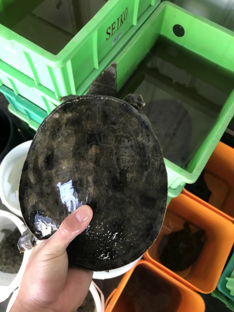 1.5-4斤精挑黑花甲鱼顺丰包邮运到包活纯外塘