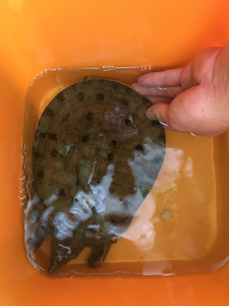 1.5-4斤精挑黑花甲鱼顺丰包邮运到包活纯外塘