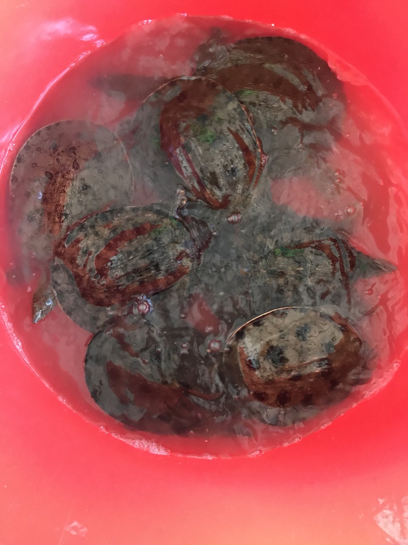1.5-4斤精挑黑花甲鱼顺丰包邮运到包活纯外塘