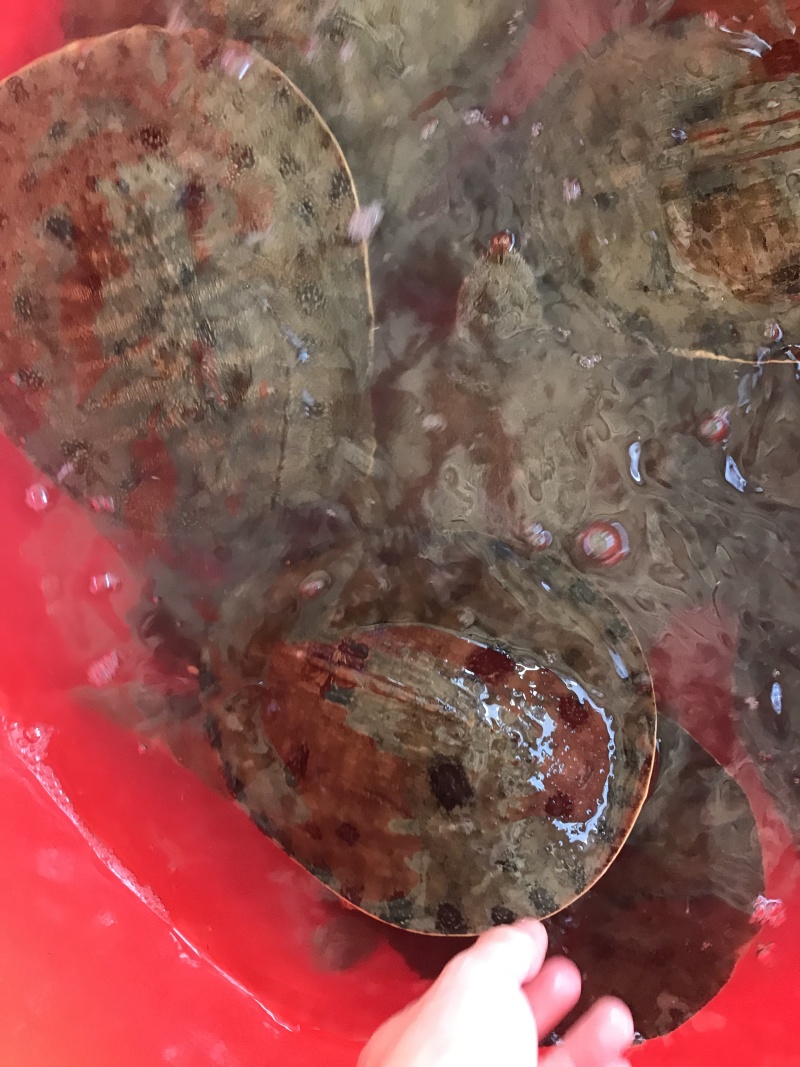 1.5-4斤精挑黑花甲鱼顺丰包邮运到包活纯外塘