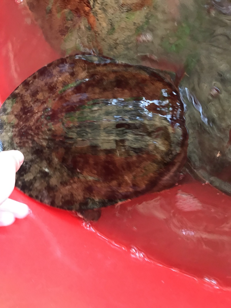 1.5-4斤精挑黑花甲鱼顺丰包邮运到包活纯外塘