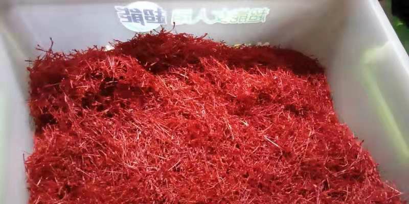 藏红花种球