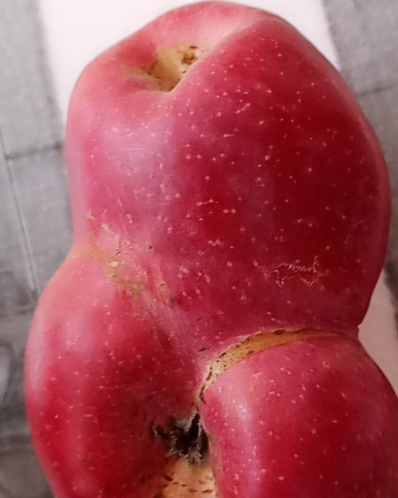 【冰糖心苹果】云南昭通冰糖心丑苹果糖分足甜度高口感脆甜耐运输