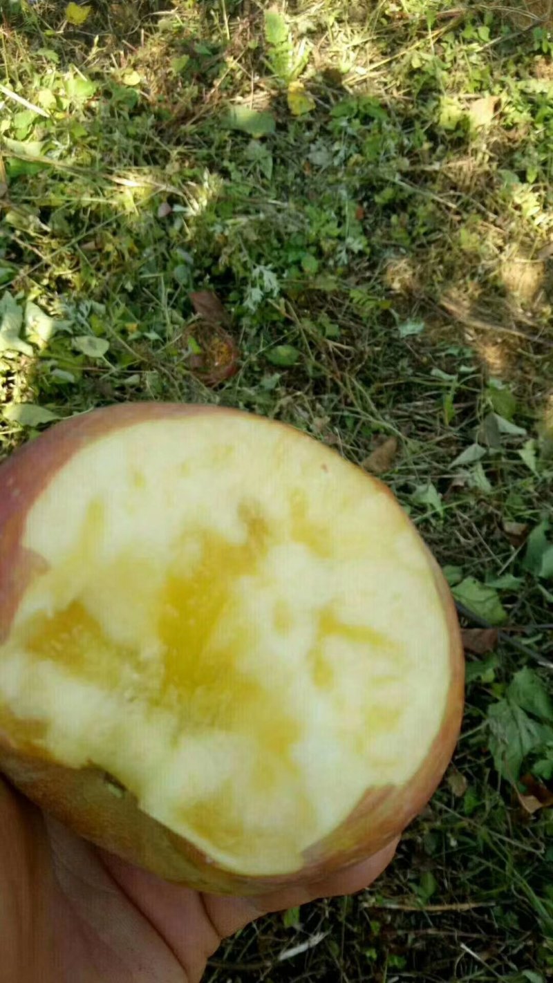 【冰糖心苹果】云南昭通冰糖心丑苹果糖分足甜度高口感脆甜耐运输